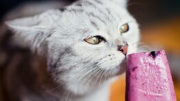 Ne donnez jamais ces aliments à votre chat, vous pourriez le tuer !