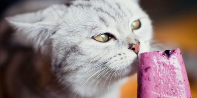 Ne donnez jamais ces aliments à votre chat, vous pourriez le tuer !