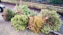 Ne faites jamais ça avec votre sapin de Noël sinon vous allez payer une grosse amende !