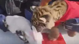 Nouvel an chinois cette idée de réunir un bébé lapin et un bébé tigre tourne au drame !