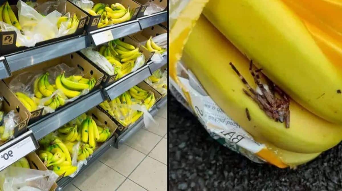 A family traumatized following finding a huge dead spider in their bananas