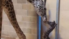 Une girafe donne naissance à un girafon dans un zoo et il va vous faire trop craquer !