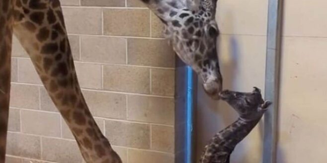 Une girafe donne naissance à un girafon dans un zoo et il va vous faire trop craquer !