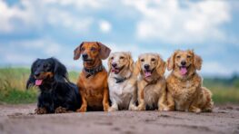 Voici la race de chien la plus intelligente du monde selon les experts !