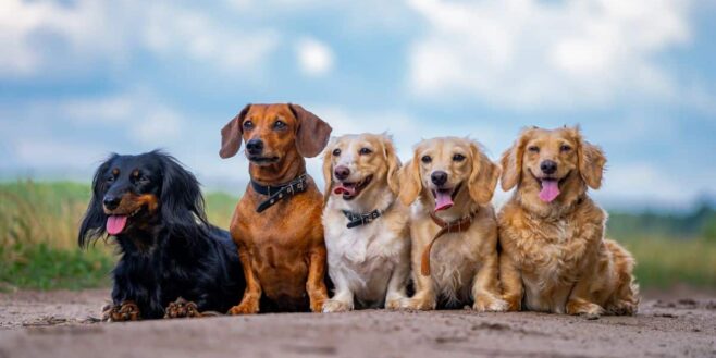 Voici la race de chien la plus intelligente du monde selon les experts !