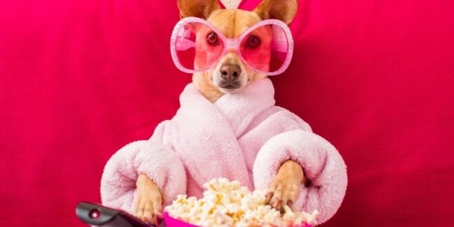 Alerte Job de rêve gagnez 1000 euros pour regarder des films sur les chiens !
