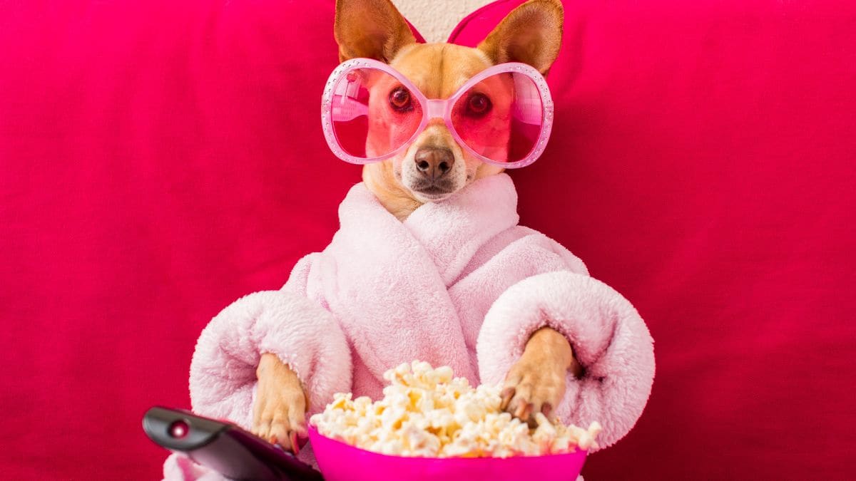 Alerte Job de rêve gagnez 1000 euros pour regarder des films sur les chiens !