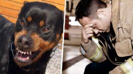 Cette petite fille de 4 ans meurt après avoir été attaquée par son propre chien !