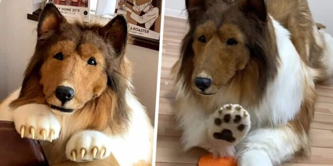 Un homme dépense 14 000 euros pour devenir un chien et a peur que ses amis le trouvent bizarre !