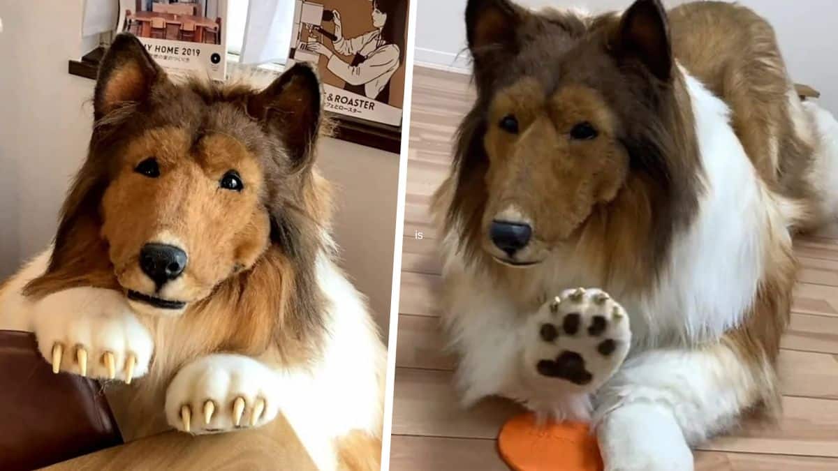 Un homme dépense 14 000 euros pour devenir un chien et a peur que ses amis le trouvent bizarre !