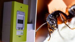 Compteur Linky voici la raison de l'attaque des fourmis sur 1 million de boitiers !