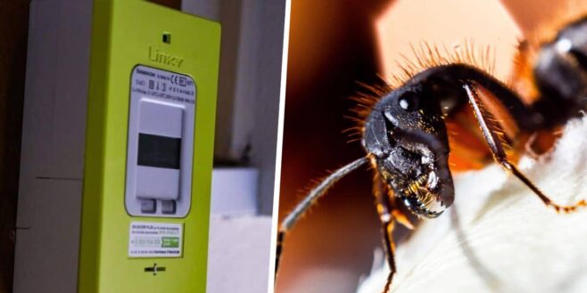 Compteur Linky voici la raison de l'attaque des fourmis sur 1 million de boitiers !