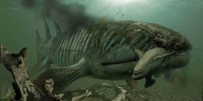 Requin : Des chercheurs ont découvert un monstre marin beaucoup plus gros qu'un requin et avec des crocs exceptionnellement grands !