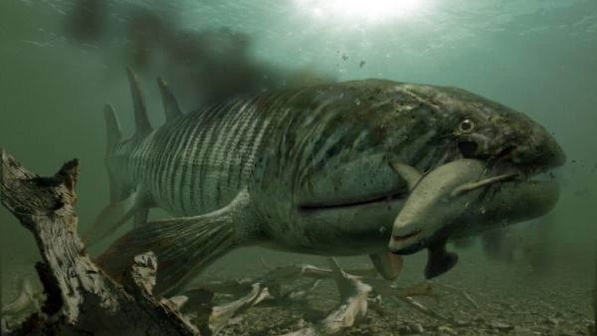 Requin : Des chercheurs ont découvert un monstre marin beaucoup plus gros qu'un requin et avec des crocs exceptionnellement grands !