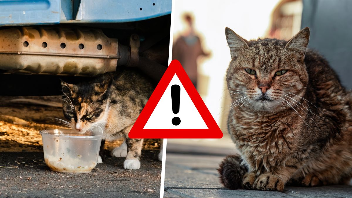 Voici la grosse amende qu vous risquez si vous nourrissez des chats errants dans cette commune !