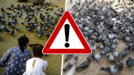 Amende : Voici le montant colossal de l'amende que vous risquez si vous nourrissez des oiseaux sauvages !