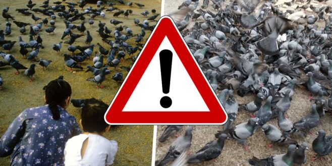 Amende : Voici le montant colossal de l'amende que vous risquez si vous nourrissez des oiseaux sauvages !