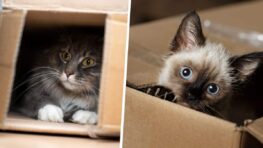 Voici pourquoi votre chat adore se planquer dans les boites en carton et c'est la science qui le dit !