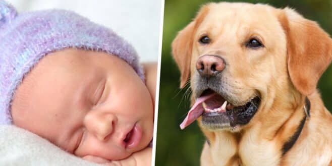 Leur chien refuse de s'éloigner du bébé, les parents font une terrible découverte !