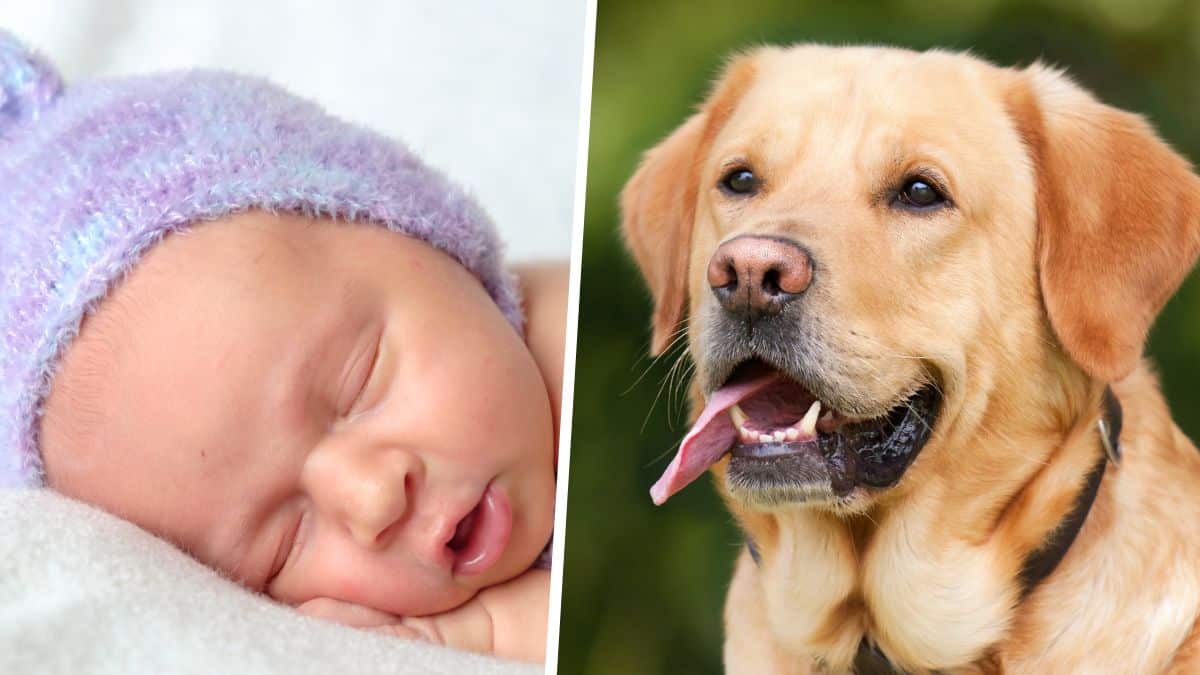 Leur chien refuse de s’éloigner du bébé, les parents font une terrible découverte !