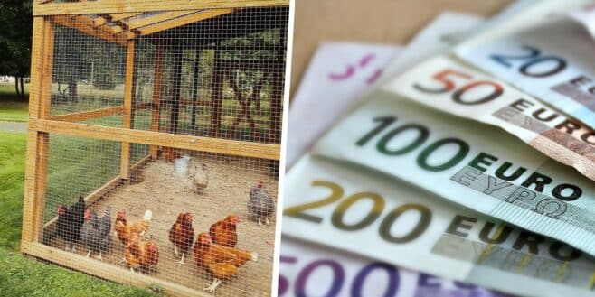 Voici l'énorme amende que vous risquez si vous installez un poulailler chez vous !