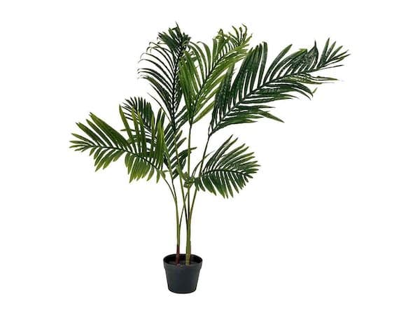 Lidl cartonne avec cette plante verte parfaite pour ajouter une touche tropicale dans votre salon