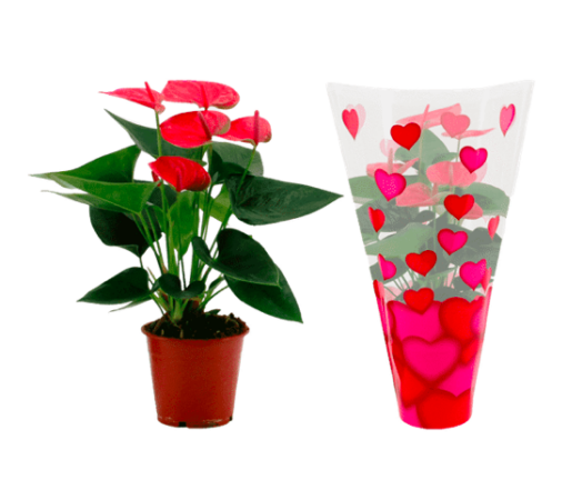 Aldi cartonne avec sa plante magique qui élimine les mauvaises odeurs à moins de 6 euros !