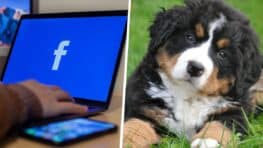Alerte arnaque ne vous plus avoir par cette fausse histoire de chien écrasé qui fait des ravages sur Facebook !