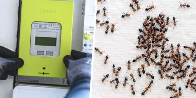 Les compteurs Linky victimes de pannes à cause de fourmis
