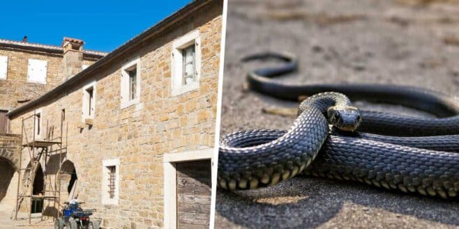 Elle achète la maison de ses rêves et découvre que les murs sont remplis de serpents !