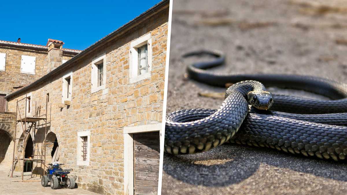 Elle achète la maison de ses rêves et découvre que les murs sont remplis de serpents !