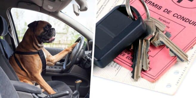 En plein excès de vitesse il change de place avec son chien pour éviter une suspension de permis de conduire !