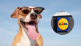 Lidl lance l'accessoire parfait pour protéger votre chien du soleil et des fortes températures cet été !