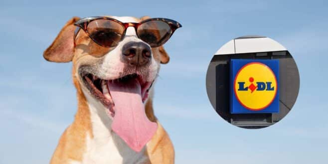 Lidl lance l'accessoire parfait pour protéger votre chien du soleil et des fortes températures cet été !
