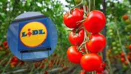 Lidl transforme votre balcon en potager pour cultiver vos tomates depuis chez vous !