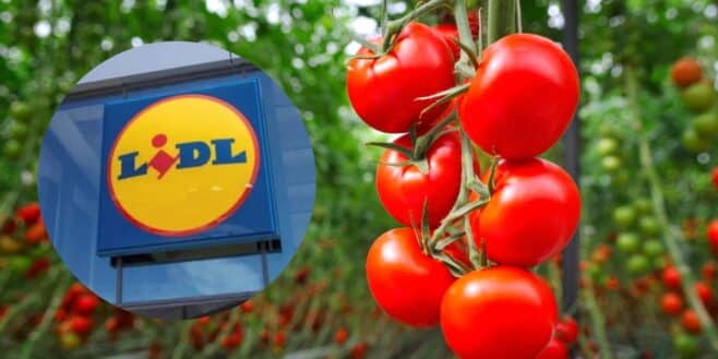 Lidl transforme votre balcon en potager pour cultiver vos tomates depuis chez vous !