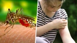 Moustiques si vous êtes de ce groupe sanguin vous allez vous faire piquer 2 fois plus !