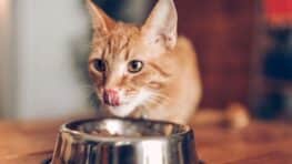 Voici combien de jours un chat peut rester sans rien manger selon cet expert !