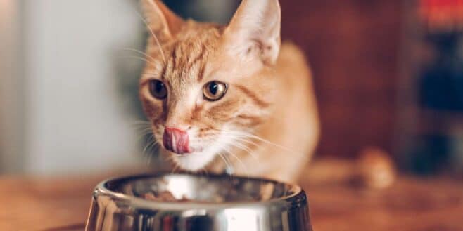 Voici combien de jours un chat peut rester sans rien manger selon cet expert !