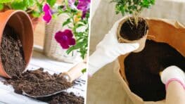 60 Millions de consommateurs dévoile le meilleur terreau pour vos plantes !