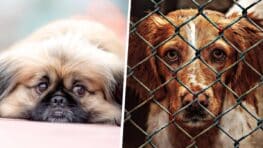 Alerte info voici les villes de France où il y a le plus de vols de chien !