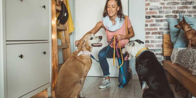 Alerte job de rêve Un couple propose 116 000 euros pour faire garder leurs chiens !