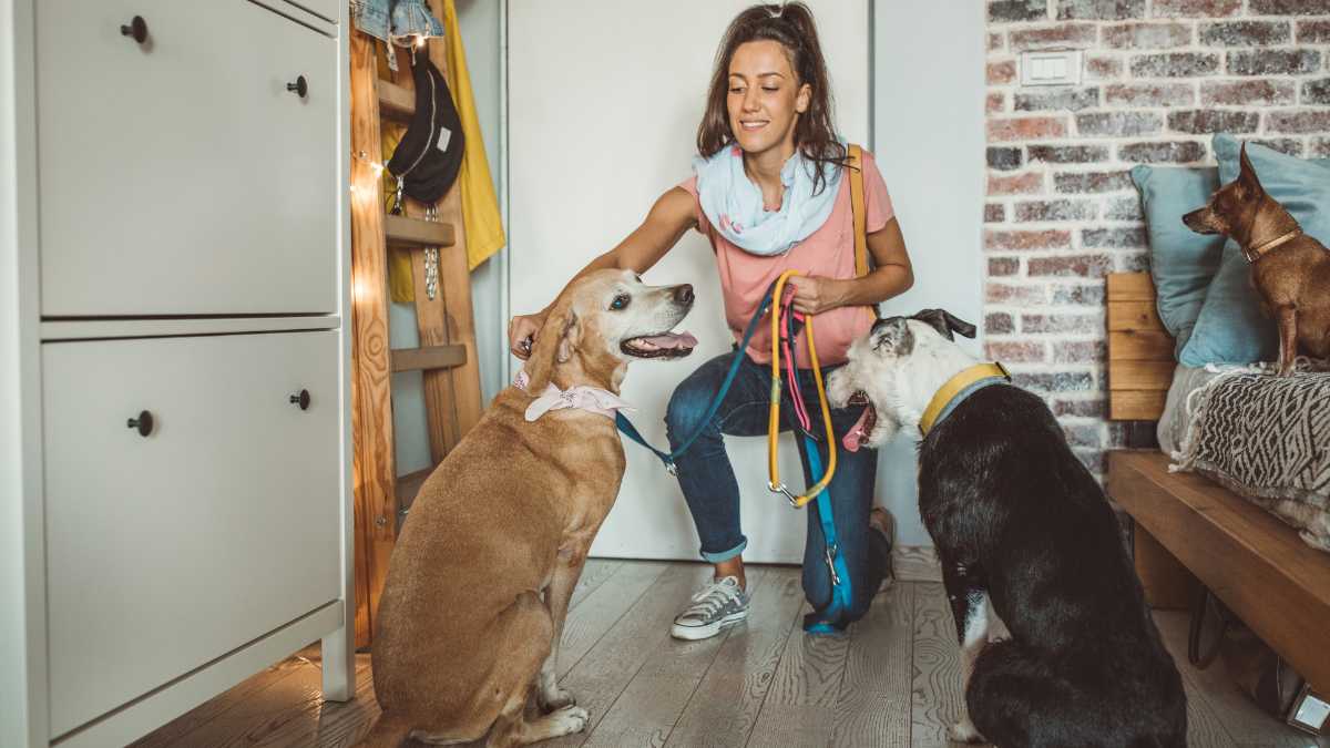 Alerte job de rêve: Un couple propose 116 000 euros pour faire garder leurs chiens !