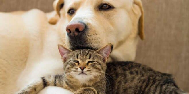 Canicule comment bien prendre soin de son chien et de son chat cet été