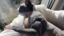 Ce chat supermusclé devient la nouvelle star des réseaux sociaux !