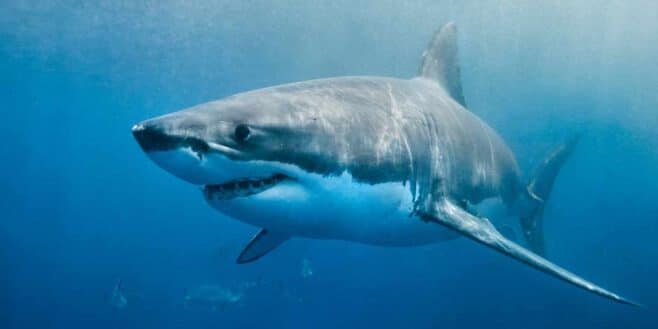Netflix : Des requins attaquent l'équipe d'un documentaire Netflix sur un tournage !