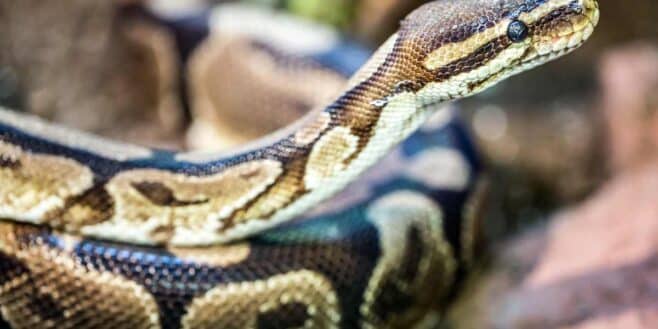 Elle découvre un immense python de 2 mètres en se rendant aux toilettes !