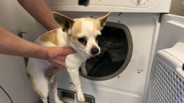 Elle tue le chien de sa soeur dans le sèche-linge pour un défi TikTok !