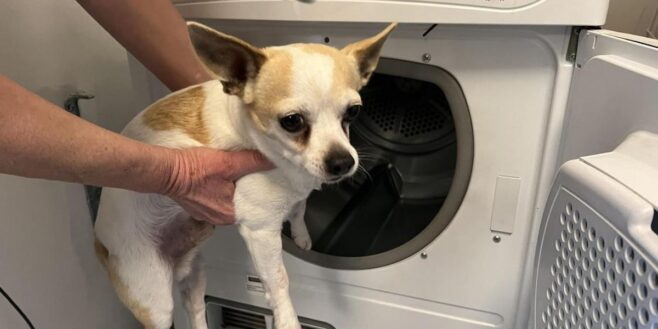 Elle tue le chien de sa soeur dans le sèche-linge pour un défi TikTok !