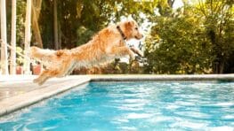 La première piscine pour chiens de France vient d'ouvrir, le Paradis des toutous en été !